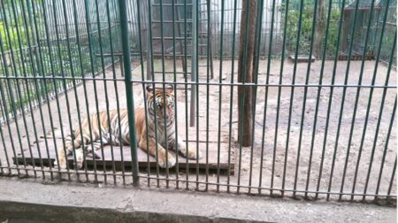 Vasluianul care a vrut ''să se ia la trântă'' cu tigrul bengalez din Grădina Zoologică. Rupt de beat, a crezut că-i o pisică: ''Ce-i drept era mai mare''