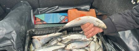 TULCEA: Dosare penale pentru 3 braconieri piscicoli, depistați de jandarmii tulceni