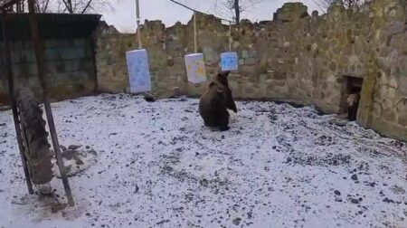 Urşii de la Grădina Zoologică din Mureş nu şi-au văzut umbra. Ce înseamnă asta în tradiţia populară - ursi-umbra-primavara-1706882964.jpg